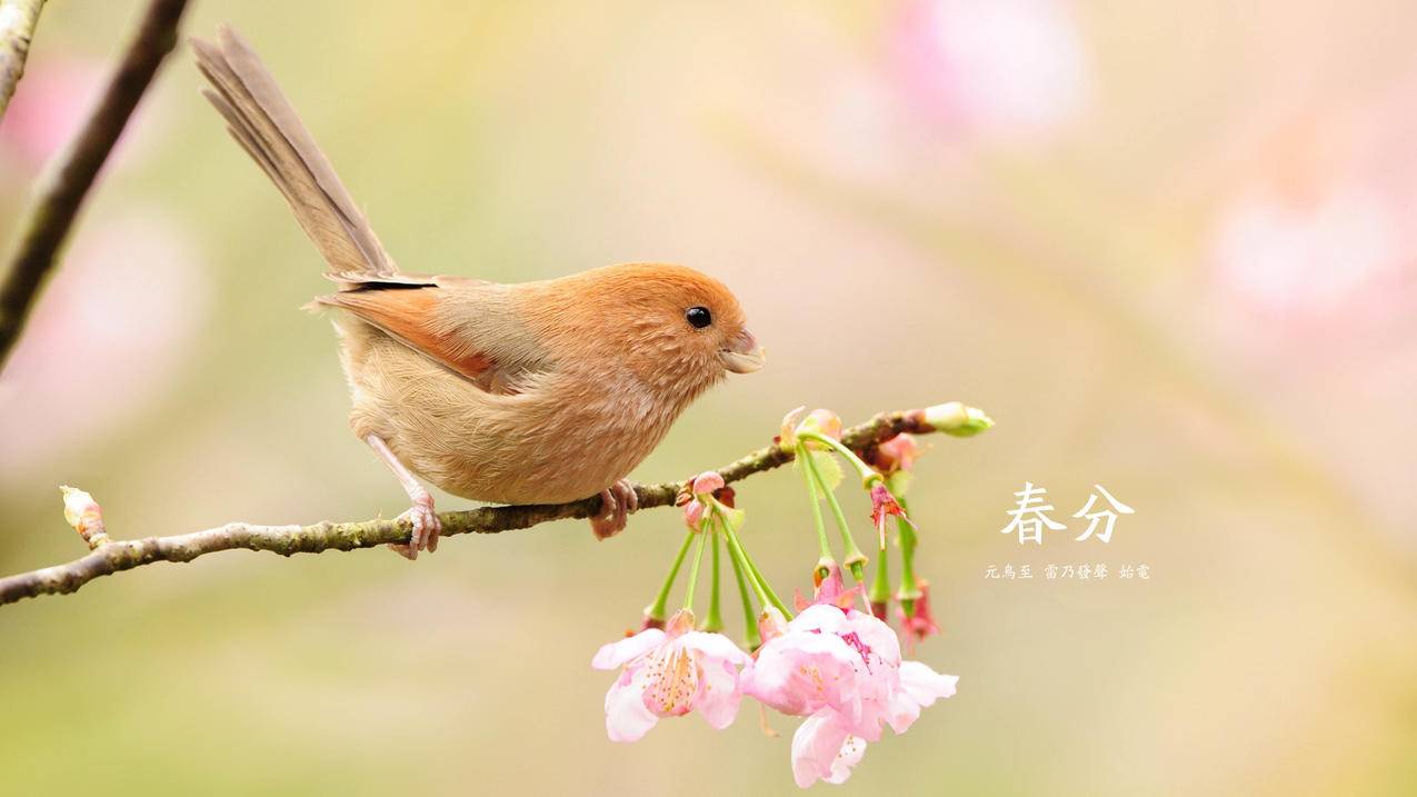 抖音赞自助平台24小时服务|KS业务超低价平台自助下单|抖音点赞业务低价